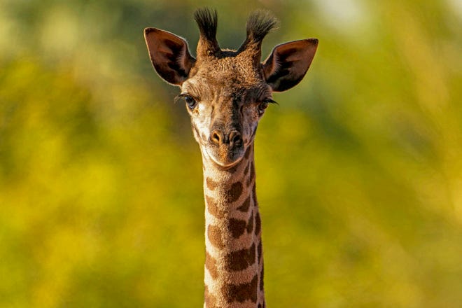Baby giraffe Aurora, who became the new star of the African Savanna exhibit at the Phoenix Zoo, pictured on Dec. 5, 2023.