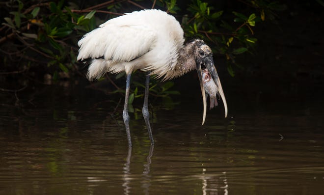 A wood stork feeds on a fish in a waterway at Bunche Beach in Lee County, Fla., on Nov. 13, 2023.