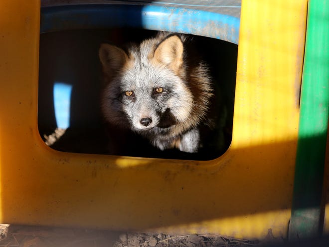 A fox on Nov. 14, 2023 that is a permanent resident at Rescue Release Repeat wildlife rescue group in South Bend, Ind. The fox is one of two rescues that were likely captive-bred and have never been in the wild.