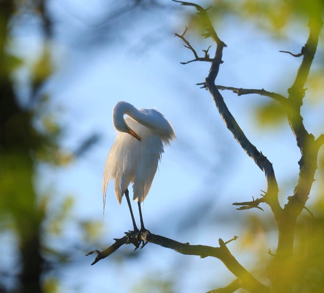 An egret is seen at sunrise on Cattus Island in Toms River, N.J., on June 25, 2023.