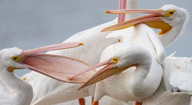 American white pelicans squabble for a place on a floating dock at the Getaway Marina on Fort Myers Beach, Fla., on Nov. 28, 2023.
